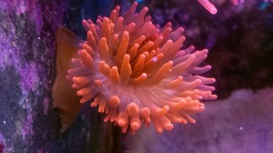 ukwiał entacmaea quadricolor red  ok 10-12 cm.