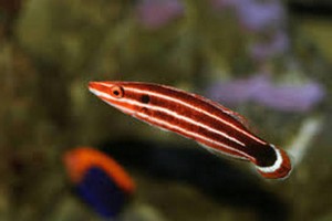 Bodianus masudai ok. 6cm.