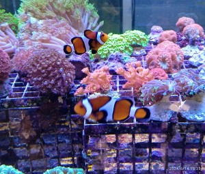 Amphiprion ocellaris błazenek Mocha ok. 5-6cm. 