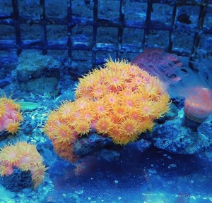 Tubastrea faulkneri yellow/orange min 5-6 polipów