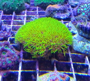 Clavularia / briareum ok 5-6cm