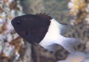 Chromis dimidiata M ok. 5cm. 