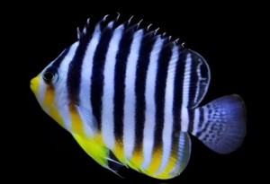 Centropyge multifasciata ok. 5-6 cm. 