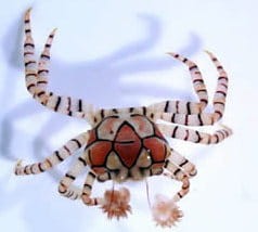 Krab Lybia tesselata Pom Pom ok 2-3cm.