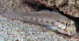 Gnatholepis thompsoni 6-7cm babka kopiąca 