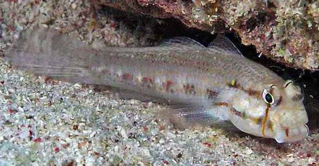 gnatholepis.jpg