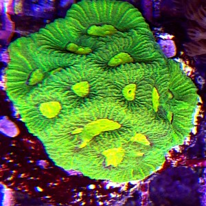 Goniastrea ultra fluo 6-7cm