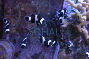 Amphiprion ocellaris black błazenek ok. 5-6cm.  