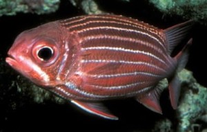 Sargocentron cornutum ok 8-9cm