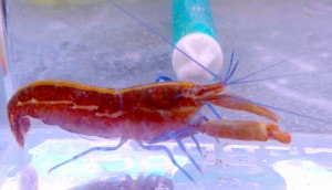 Alpheus formosus ok. 5 cm krewetka  pistoletowa 