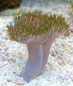 Sarcophyton ok 10-12cm