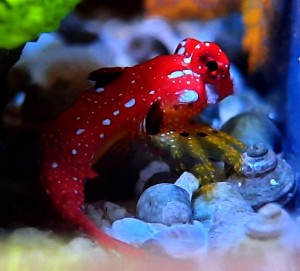 Synchiropus sycorax mandaryn samica M