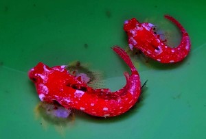 Synchiropus sycorax dobrana para