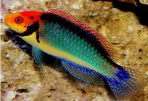 Cirrhilabrus solorensis wargacz ok 6cm.  