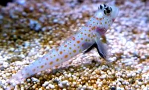 Amblyeleotris guttata babka 5-6cm. + krewetka symbiotyczna Alpheus bellulus