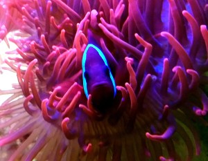 Amphiprion Frenatus - Błazenek ok 5cm.