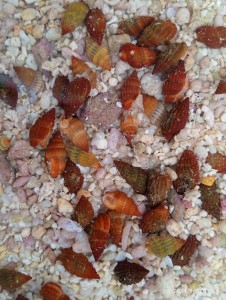 Nassarius  ślimak kopiący ok. 0,5-1cm. 5 szt.