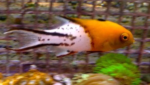 Bodianus anthioides ok 8cm.