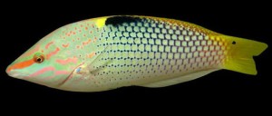 Halichoeres hortulanus młody ok 6cm. 