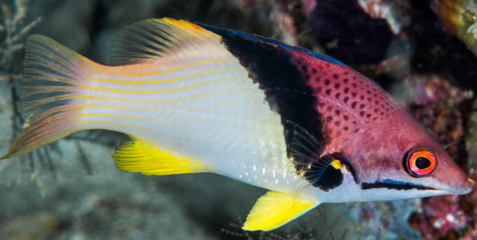 Bodianus-mesothoraX.jpg
