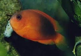 Amphiprion ephipium błazenek- ok. 4-5cm. 