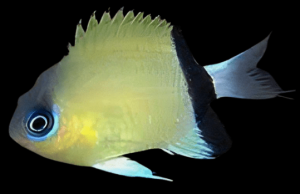 Chromis retrofasciata  ok. 3cm.  