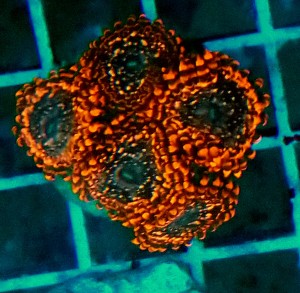 Zoanthus utter chaos ok 5 polipów