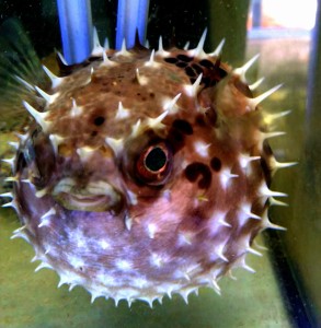 Diodon holocanthus  najeżka ok 15cm.