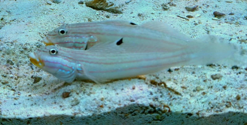 DSC_0516.JPG