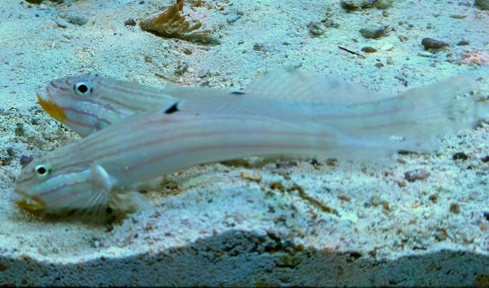 DSC_0509.JPG