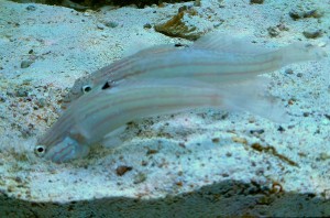 Valenciennea muralis - dobrana para - ok. 7-8cm.  babka kopiąca 