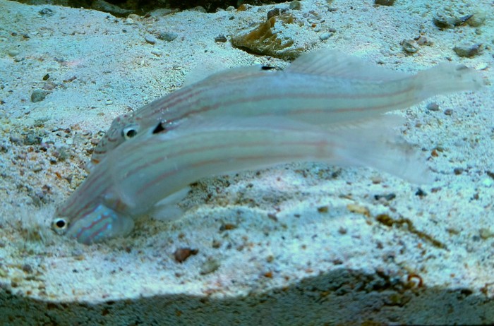 DSC_0518.JPG