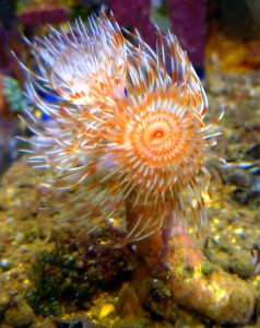 Rurówka Protula bispiralis S