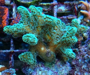 Seriatopora caliendrum ok 5-6cm