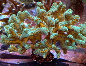 Seriatopora caliendrum ok 10cm