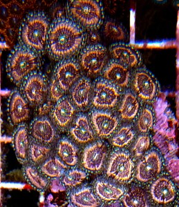 Zoanthus Premium Pink min. 10 polipów