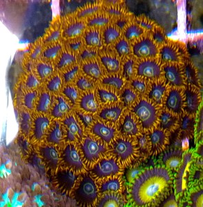 Zoanthus min 20 polipów