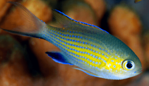 Chromis vanderbilti  ok. 4cm.