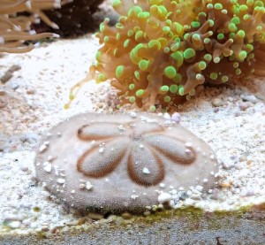 Clypeaster humilis Sand dollar jeżowiec piaskowy kopiący ok 3-4cm