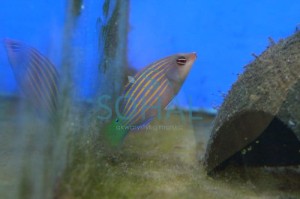 Pseudocheilinus hexataenia  ok 3-4cm