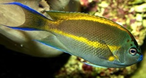 Genicanthus bellus 9-10cm. samiec 