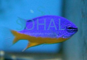 Chrysiptera hemicyanea ok 4-5cm. 