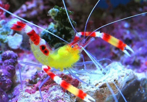 stenopus-cyanoscelis-m.webp
