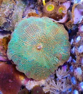 Discosoma multicolor 1 grzybek 