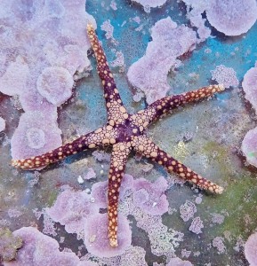 Rozgwiazda Fromia 6-7cm.