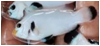 black ice.png