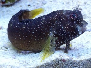 Salarias ramosus 6-7cm. 