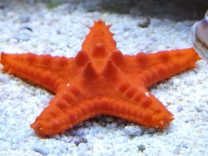 Rozgwiazda Pentaceraster ok 5cm. 