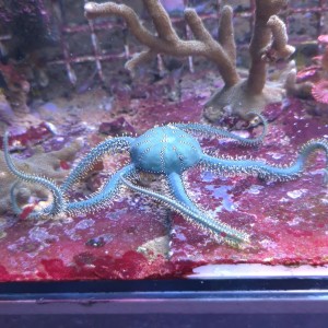 Wężowidło Ophiaracna incrassata