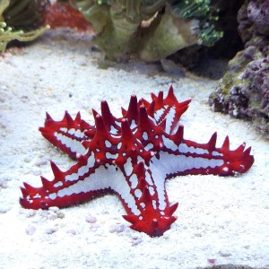 Rozgwiazda Protoreaster linckii, ok 9-10cm